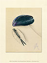 %_tempFileName09_muschel_1976%